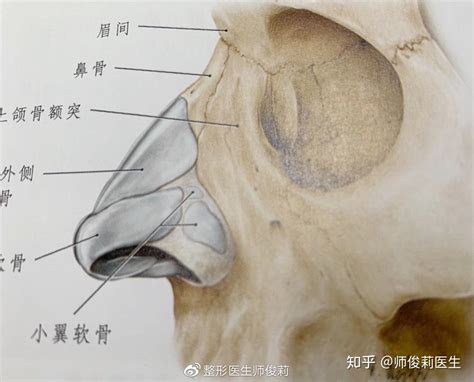 鼻子部位|鼻子的结构图